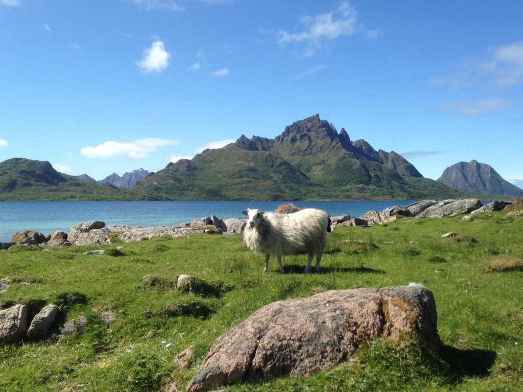 Una pecora su Lille Langøya