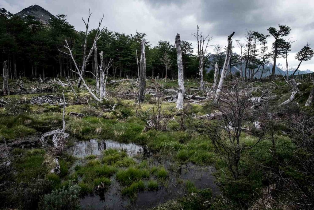 Parco Nazionale di Ushuaia (Stefania Prandi)