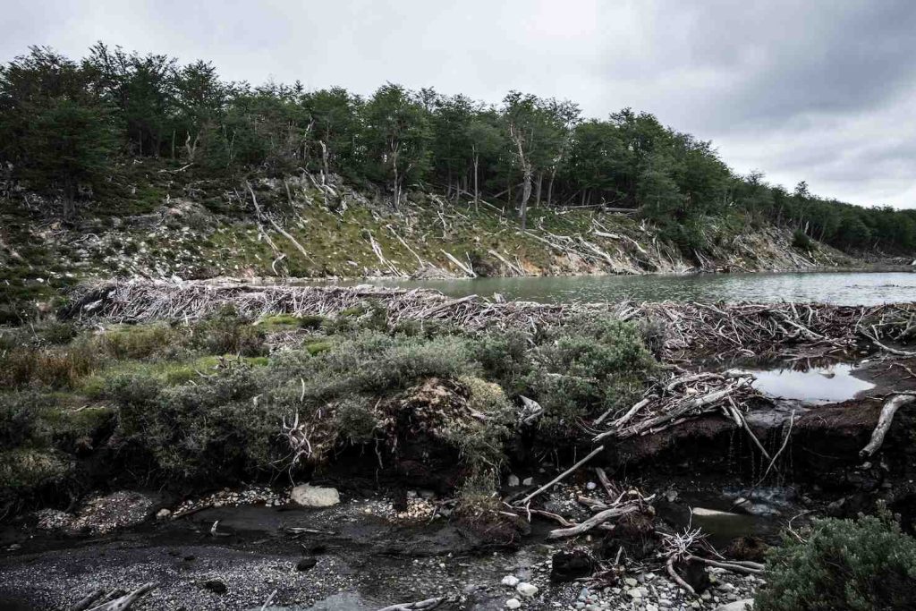 Parco Nazionale di Ushuaia (Stefania Prandi)