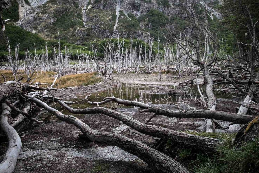 Parco Nazionale di Ushuaia (Stefania Prandi)