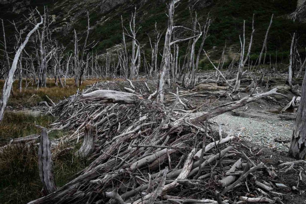 Parco Nazionale di Ushuaia (Stefania Prandi)