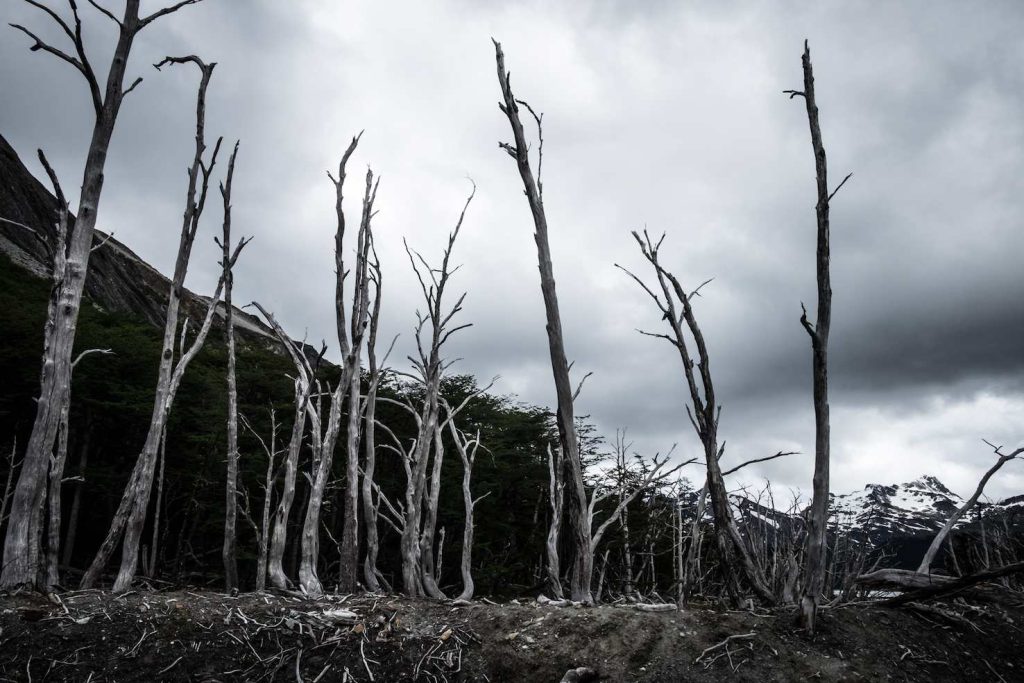 Parco Nazionale di Ushuaia (Stefania Prandi)
