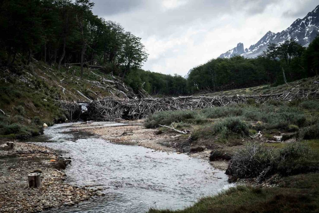 Parco Nazionale di Ushuaia (Stefania Prandi)