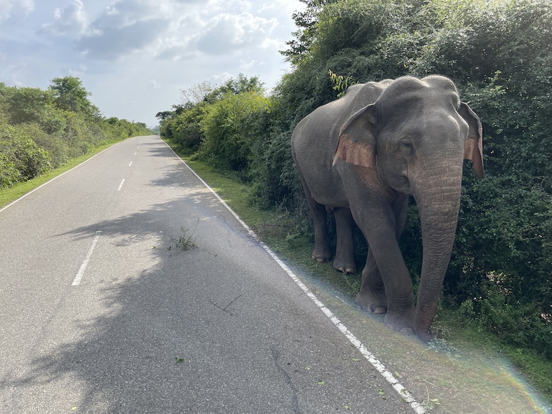 Elefante nelle vicinanze del Parco Nazionale di Yala