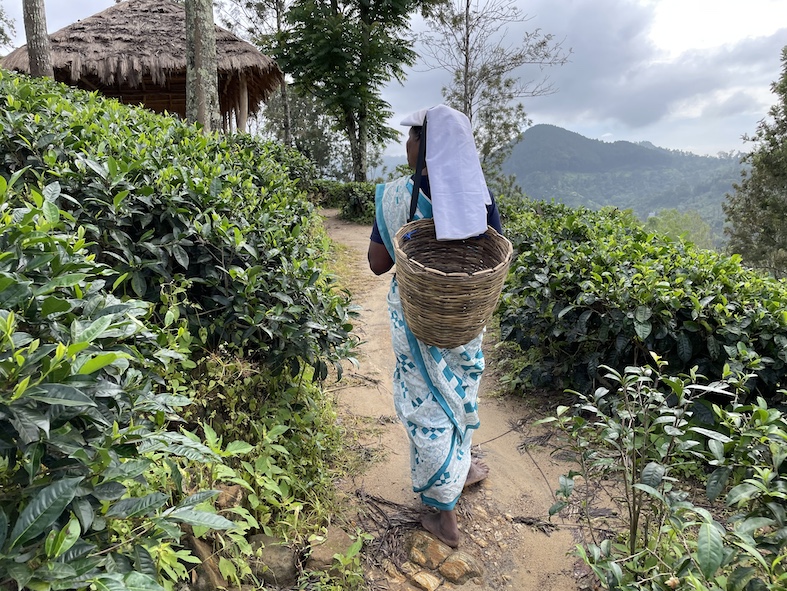 Piantagioni di tè a Ella