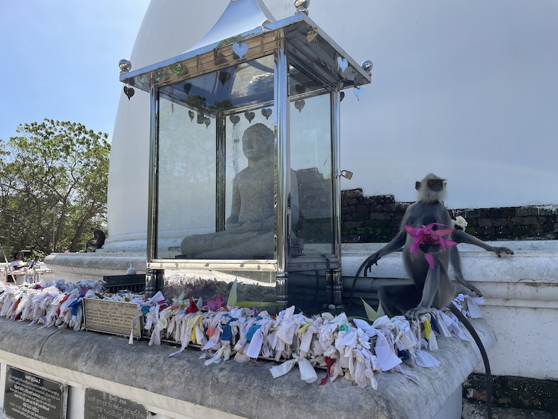 Una scimmia ruba le offerte nel tempio di Katharagama