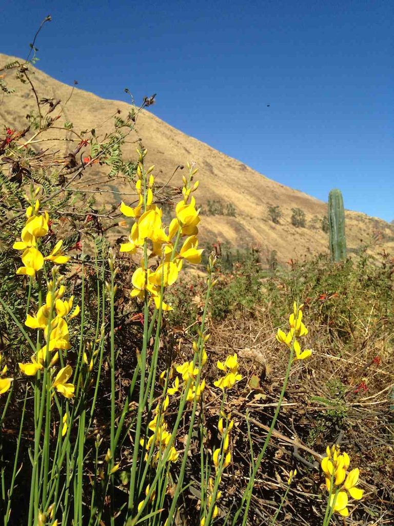 Vegetazione a Collana