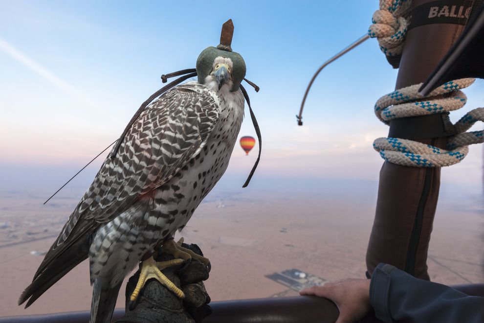 Gli uccelli sono impegnati in competizioni molto seguite (Didier Ruef)