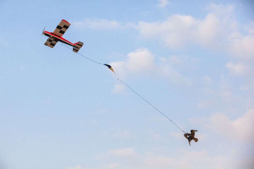 Gli uccelli seguono prede trainate da piccoli aerei (Didier Ruef)
