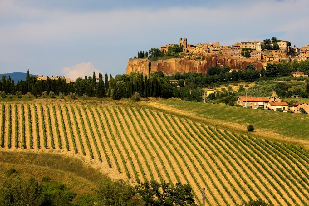 Suggestiva immagine della rocca di Orvieto che domina i filari (Marka)