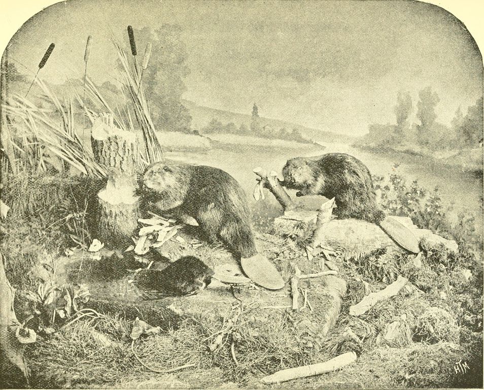 Illustrazione da un’antica pubblicazione sui castori (1892) (Wikimedia)
