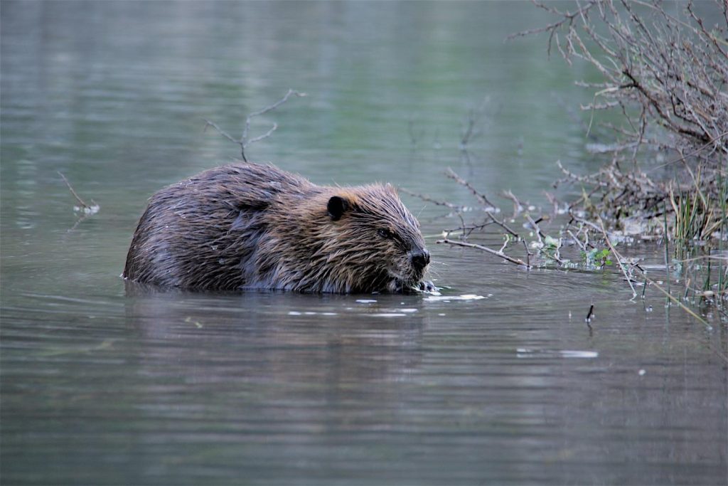 Parco Nazionale di Ushuaia (Agenzia Canal Fun)