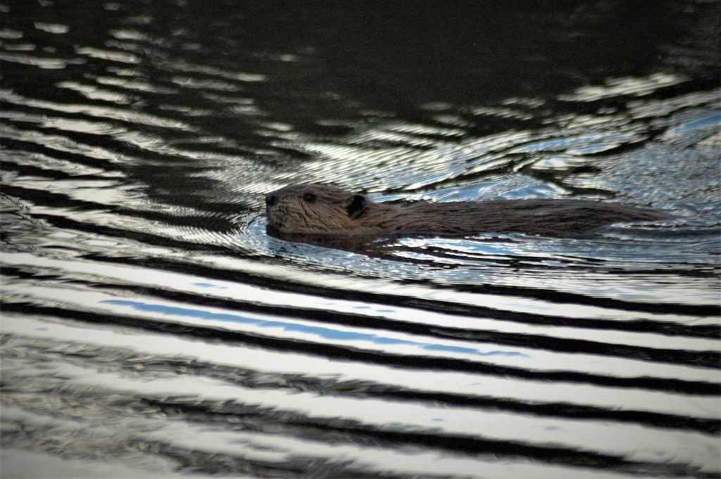 Parco Nazionale di Ushuaia (Agenzia Canal Fun)