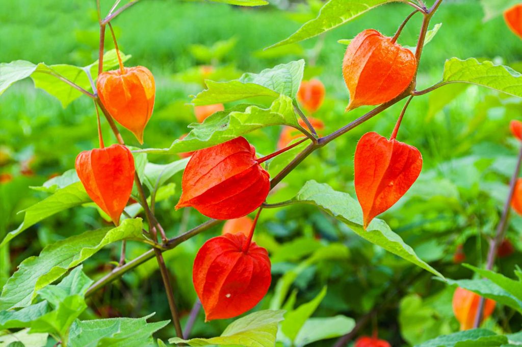 Un tocco di colore al giardino (valfrutta.it)
