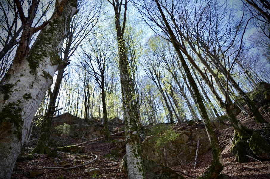 I faggi prendono colore