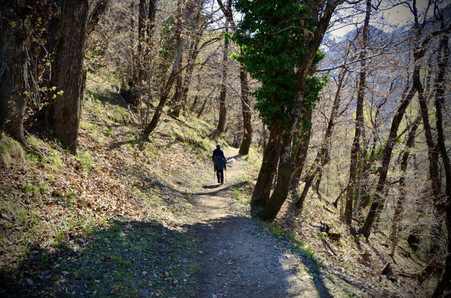 Il sentiero che va verso il lago