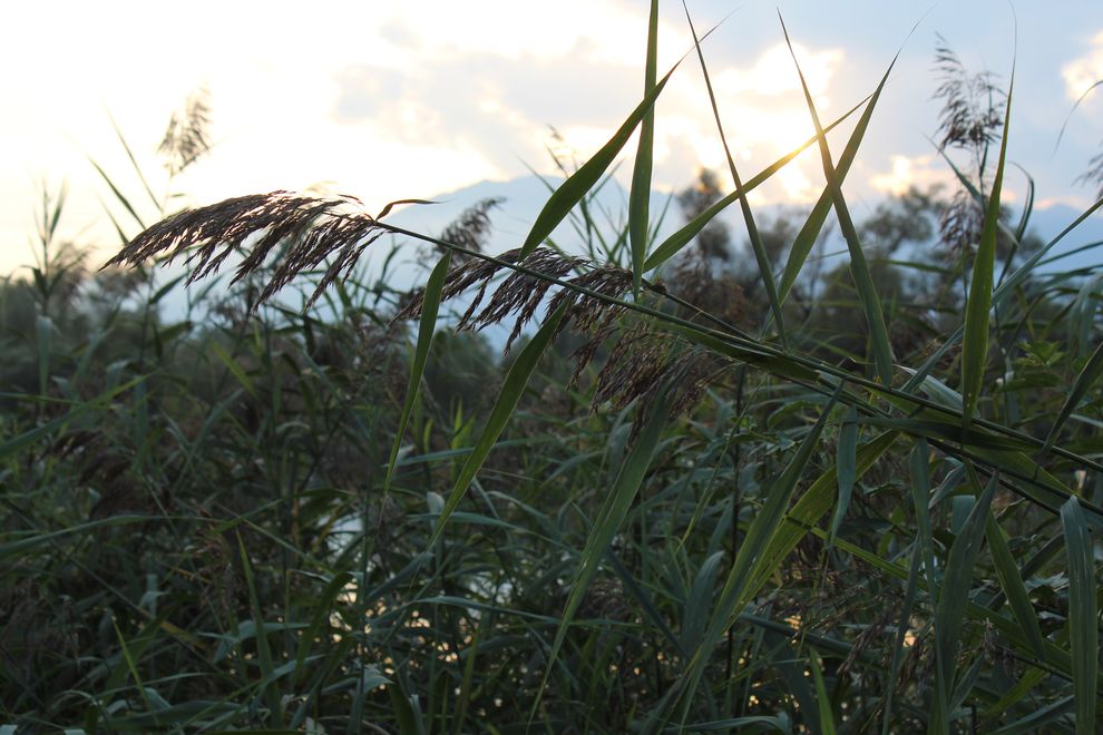 Canneto nelle bolle di Magadino (E. Stampanoni)