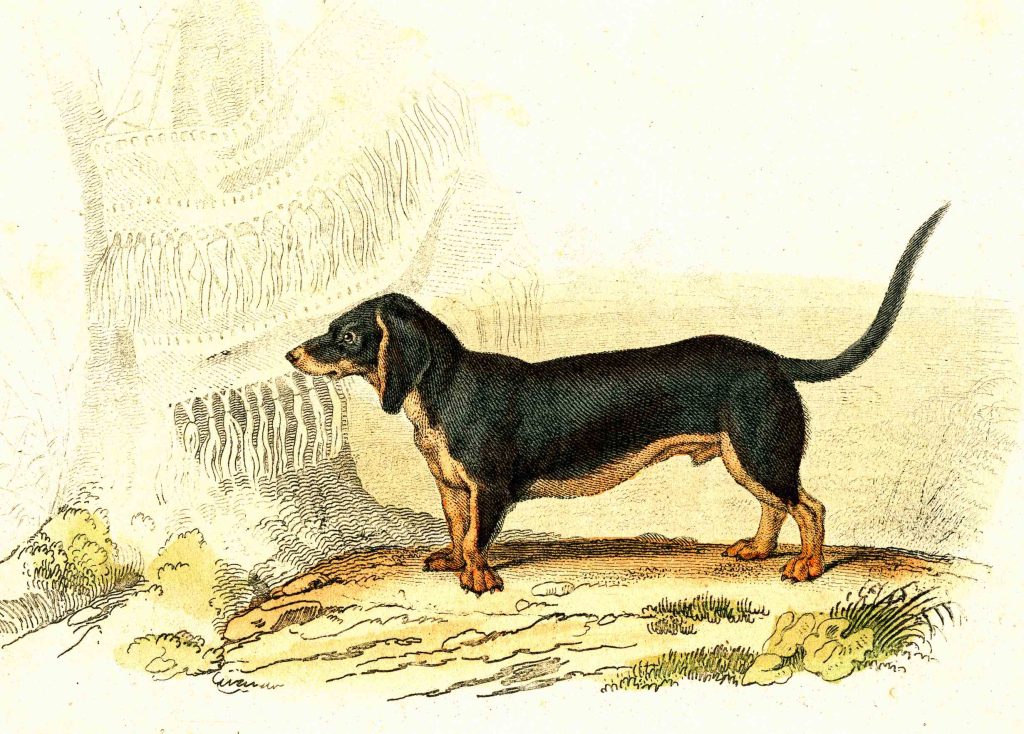 Un bassotto simile a Zadig, l’amico a quattro zampe di Reynaldo Hahn, al quale Marcel Proust si rivolse in una lettera. Illustrazione del 1856 (Keystone)