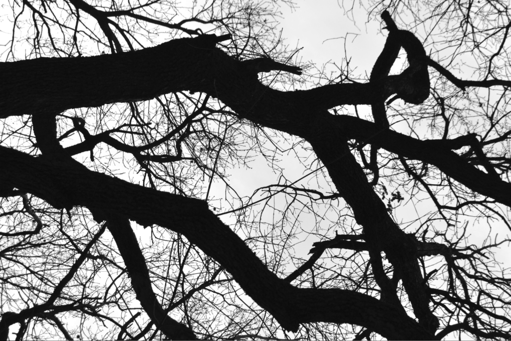 Gli alberi di Fabiana Bassetti come metafora della vita