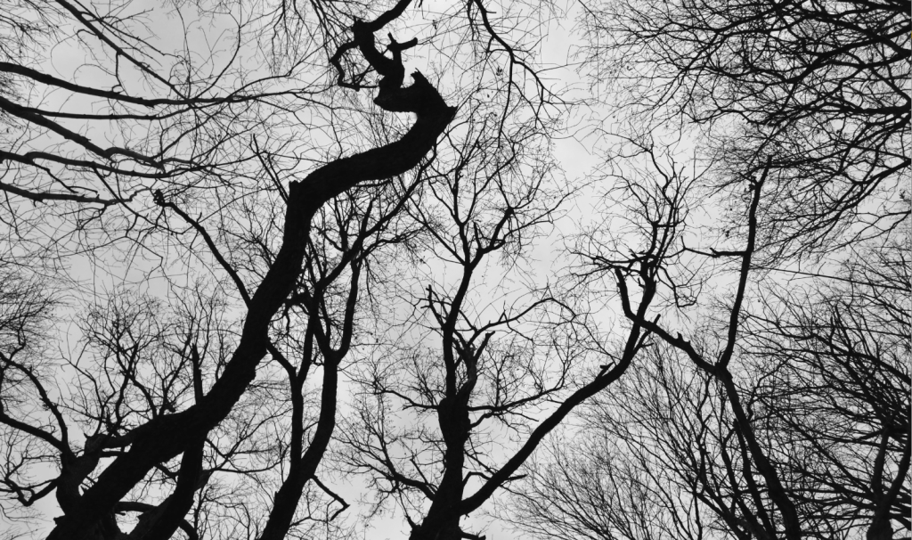 Gli alberi di Fabiana Bassetti come metafora della vita