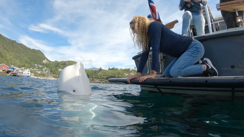 (Lofoten film collective)