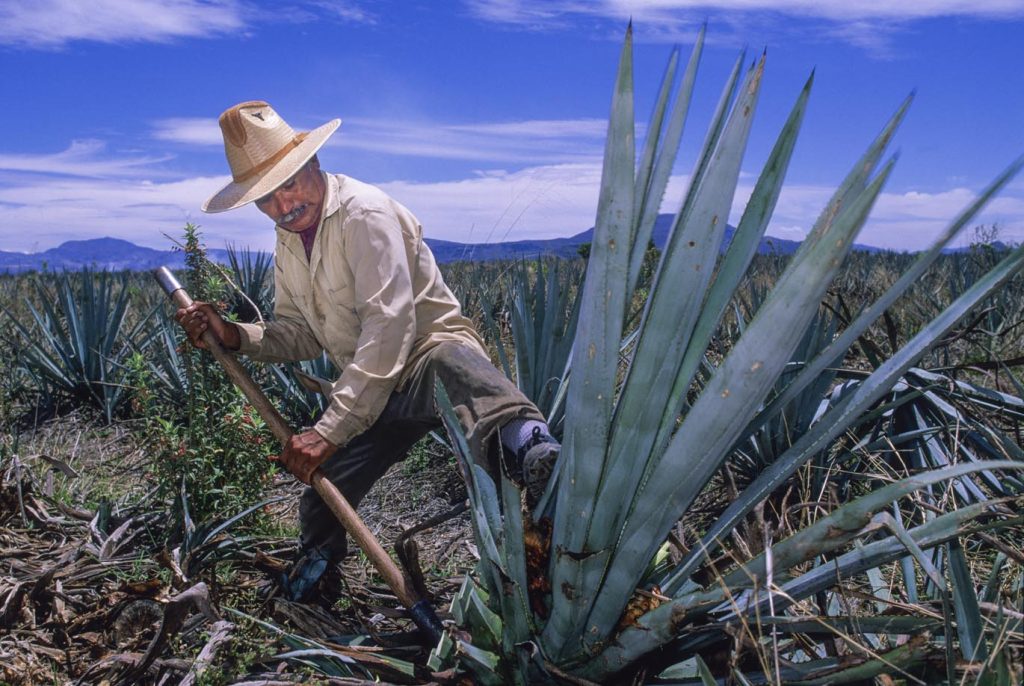 Le piante di agave utilizzate per ottenere la tequila hanno bisogno di dieci anni per maturare