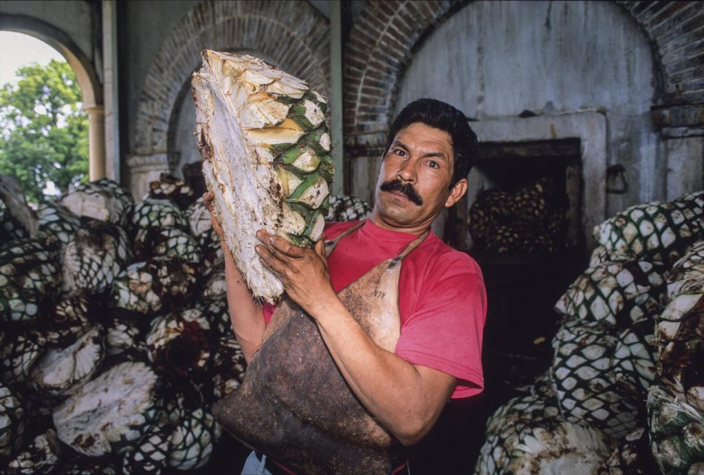 I cuori di Agave Azul divisi a metà, bruciano 24 ore all’interno di grandi forni