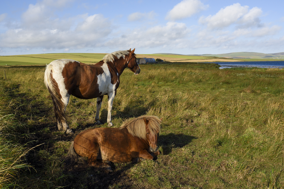 Cavalli sulla strada tra Kirkwall e Stromness