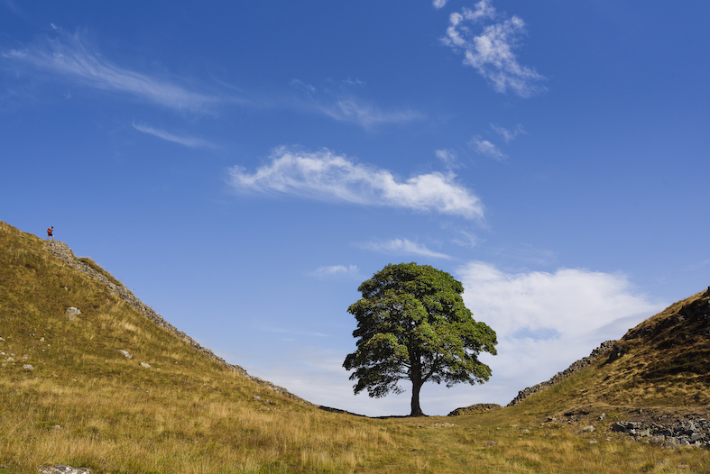 Sycamore Gap. L’albero del sicomoro era un’icona associata al Vallo di Adriano, ed era pure ritenuto l’albero più fotografato d’Inghilterra, almeno fino al 28 settembre 2023, quando è stato ritrovato abbattuto, forse da un sedicenne