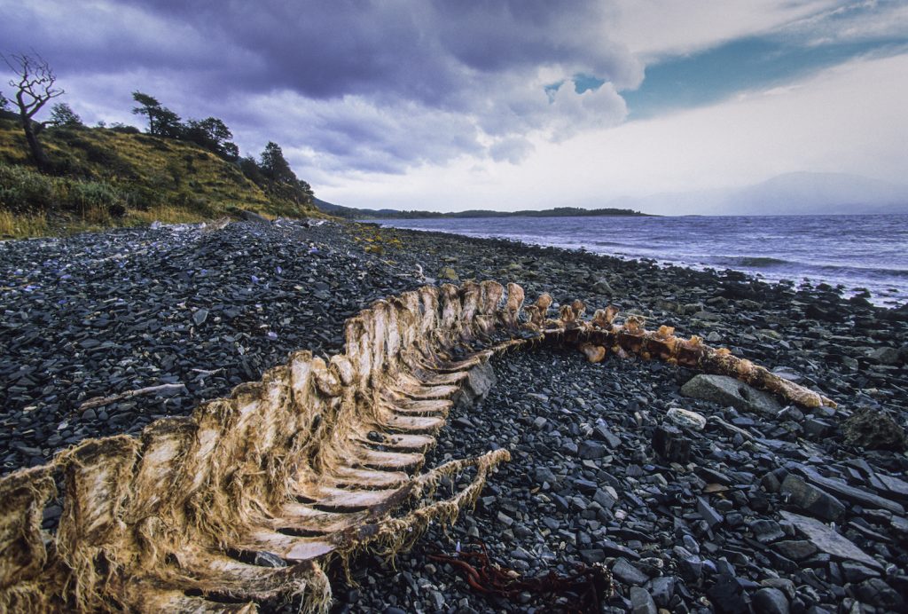 Ossa di balena depositate nei pressi di Puerto Williams, il villaggio più meridionale del mondo