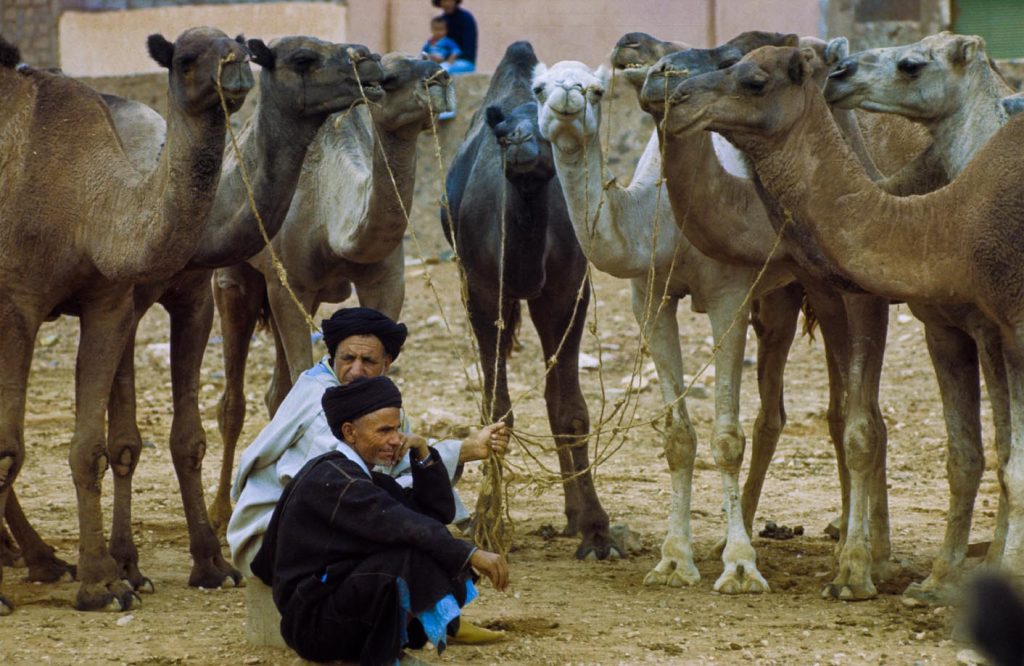 Guelmim, mercato dei dromedari