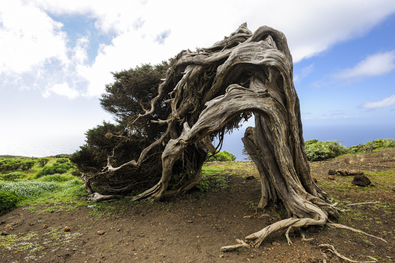 A El Sabinar, un'antica foresta di ginepri, gli alberi assumono forme molto sorprendenti a causa delle condizioni meteorologiche