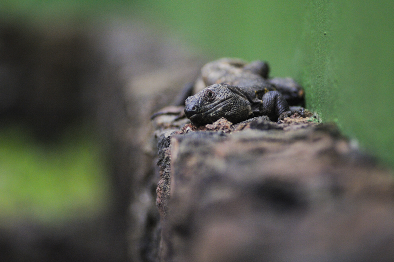 All’eco-museo de Guinea è possibile vedere i famosi Lagartos Gigantes, le lucertole giganti di El Hierro
