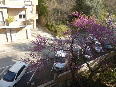 Dalla finestra di Angelo Ferracuti