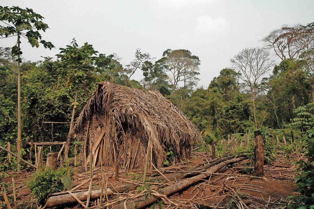 Capanna de «l’indio do buraco» (© Survival International)