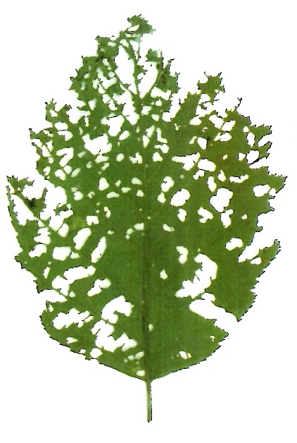 Foglie di ontano erose dal coleottero Chrysomela aenea (Alessandro Focarile)