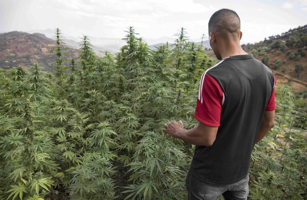 Campo di cannabis in Marocco (Keystone)