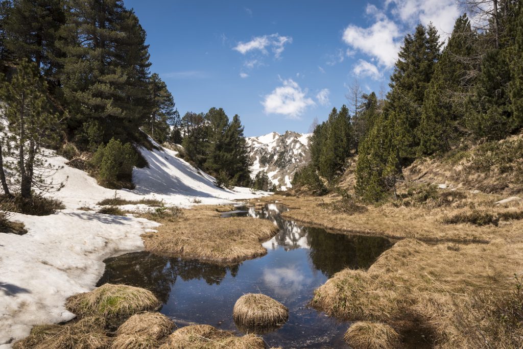 La protezione della Selvasecca sul Lucomagno è sempre stata una priorità per il Patriziato generale di Olivone, Campo e Largario (Giorgio Moretti)