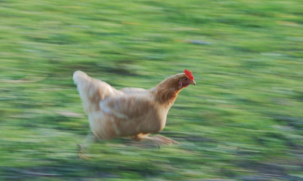 Protagoniste del libro, le galline ovaiole (Wikipedia)