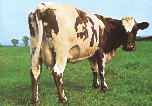 Una mucca che ormai è un mito