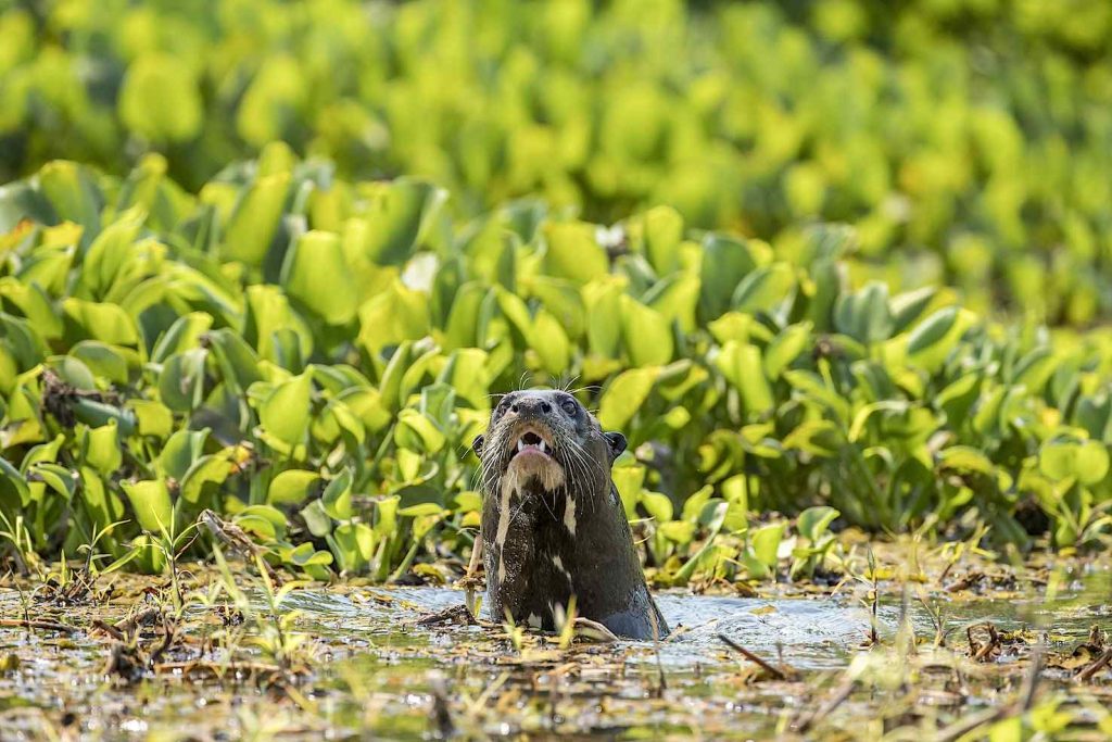 Lontra gigante (Pteronura brasiliensis), Mato Grosso, sul fiume collegato al fiume Paraguay, zone umide del Pantanal, Mato Grosso, Brasile (Franco Banfi)