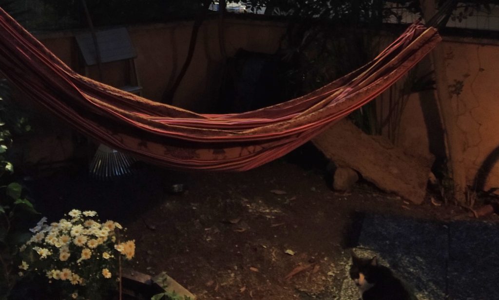 Un gatto, un’amaca e una siepe: la quarantena di Veronica Raimo