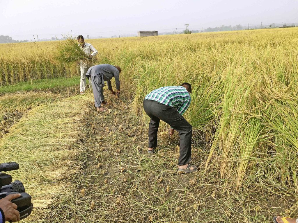 Contadini indiani raccolgono il riso biologico venduto alla Migros