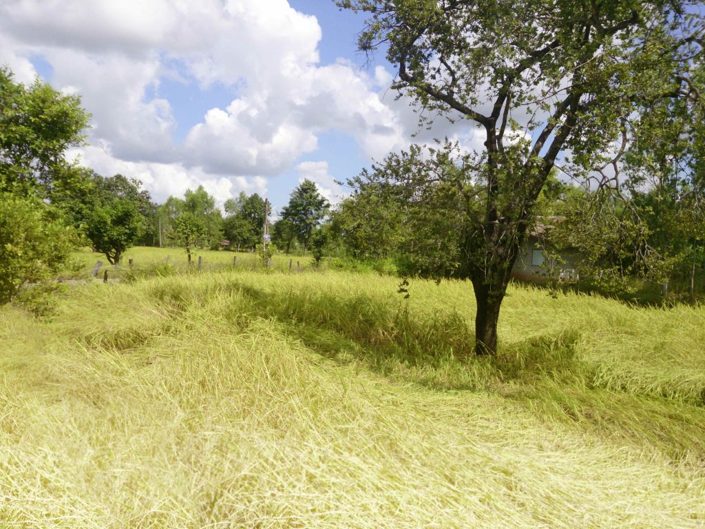 Le risaie sull’altopiano della Thailandia centro-orientale da dove proviene il riso della Migros