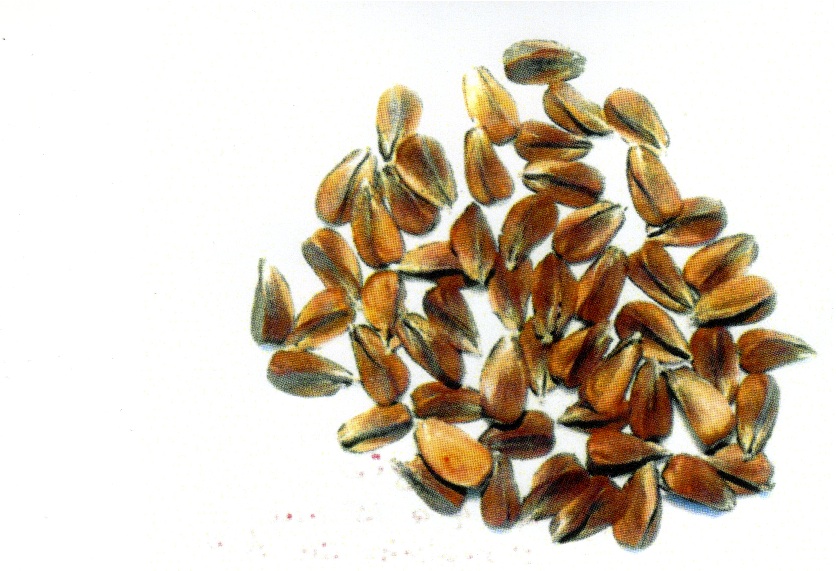 Semi di faggio (faggiole)