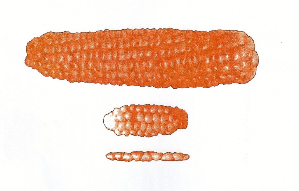 Dal teosinte alla pannocchia attuale. Da Tom Standage 2013 (Elaborazione grafica di Alessandro Focarile)