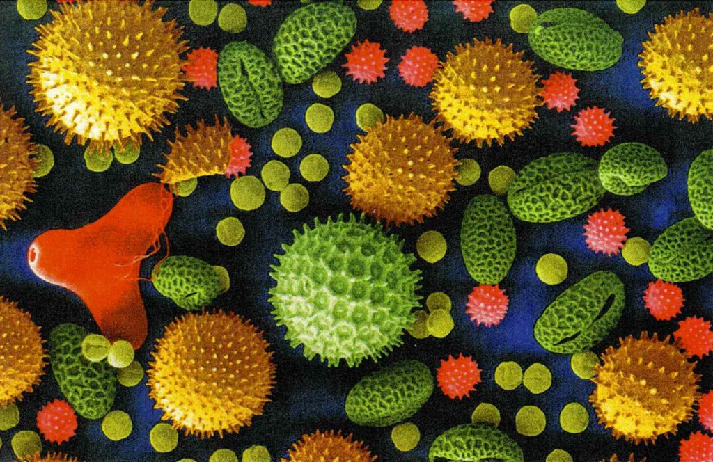 Pollini di una varietà di piante comuni, dal girasole, alla primula, al giglio... (Stefano Mancuso)