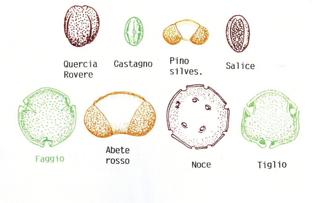 Pollini di varie specie di alberi, da Walter-Straka. (Adattamento grafico di A. Focarile)