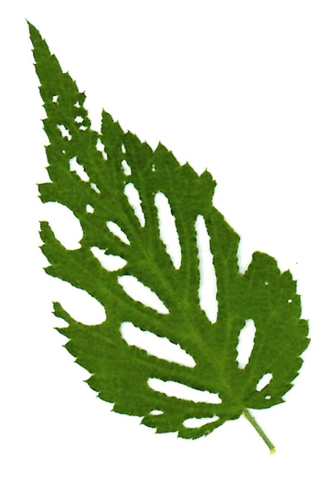 Foglie di lampone (Rubus idaeus) erose dal coleottero Byturus fumatus (Alessandro Focarile)