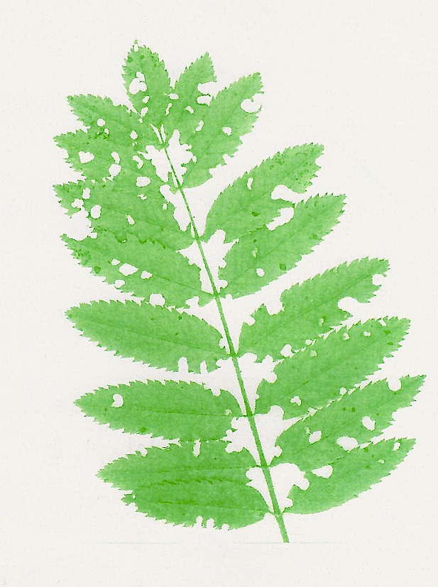 Foglie di sorbo (Sorbus aucuparia) erose dal coleottero Polydrusus cervinus (Alessandro Focarile)